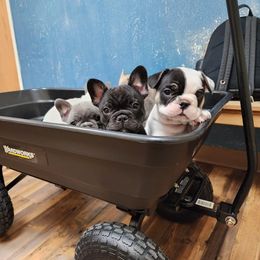 French Bulldog Puppies from Honey Hole Frenchies