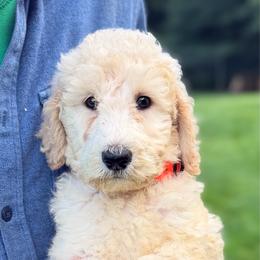 Ray - Cream male Poodle puppy in St. Johnsbury, Vermont from Poodles of the Northern Woods