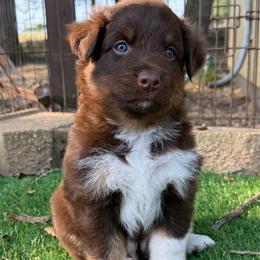 Milo - Red tri-color male Australian Shepherd puppy in Mount Vernon, Texas from RJ's Aussie Posse