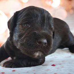 Skye - Liver male Miniature Schnauzer puppy in Temple, Texas from Schnauzers Of Taylor