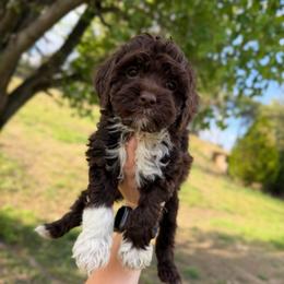Toffee - Brown and white female Cockapoo puppy in Albany, Kentucky from Windy Pines Farm