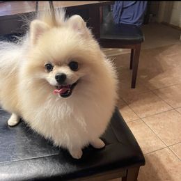 Flynn Rider - Pomeranian