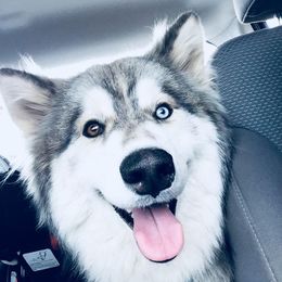 Blue - Siberian Husky