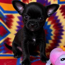 Frijole - Black and white male Chihuahua puppy in Rocky Mount, Virginia from Teeny Chihuahuas