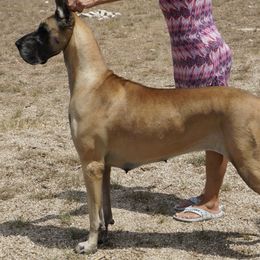 Great Danes from Memore Great Danes