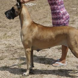 Great Danes from Memore Great Danes