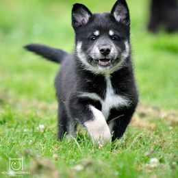 Ekku - Black and tan male Lapponian Herder puppy in Prattsburgh, New York from Maalattu Koirankoppi Lapponian Herders