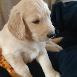 Goldendoodle, Golden Retriever, and Sheepadoodle Puppies from Guppy Puppies