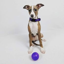 Italian Greyhound Puppies from Divine Italian Greyhounds
