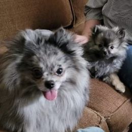 Pomeranian Puppies from Jazzy Poms