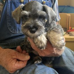 Miniature Schnauzer Puppies from Circle R Ranch