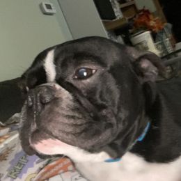 rebel - Boston Terrier