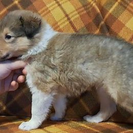 Collies from Glazier Equine
