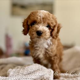Buzz - Red and white male Cockapoo puppy in Waco, Texas from Cedar Ranch