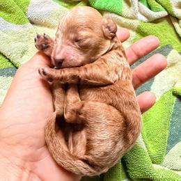 Boy 1 - Apricot male Poodle puppy in Orlando, Florida from Florida Miniature Poodles