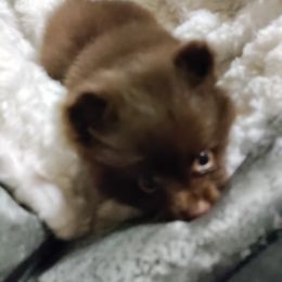 Pomeranian Puppies from Cutie Poms