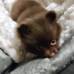 Pomeranian Puppies from Cutie Poms