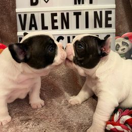 French Bulldog Puppies from Fur Royalty Frenchies