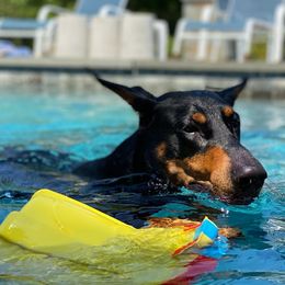 Doberman Pinscher Puppies from Ocean’s Breeze Doberman Pinschers