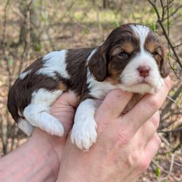 Stoogette - Tri-color female Cavapoo puppy in Coshocton, Ohio from Forever Family Puppies