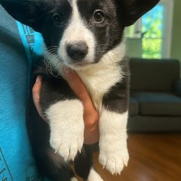 Pink girl - Black and white female Cardigan Welsh Corgi puppy in Corona, California from ChezBeale
