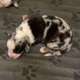 Ms Honey - Blue merle female Australian Shepherd puppy in Four Oaks, North Carolina from RoseWest Farms