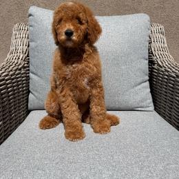 Boy 3 - Red  male Goldendoodle puppy in Lyman, Wyoming from Backcountry Doodles