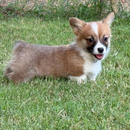 Red - fluff carrier - Red male Pembroke Welsh Corgi puppy in Nashville, Arkansas from Whisenhunt Farms