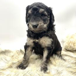 Aussiedoodle Puppies from Deep Creek Mini Aussiedoodles