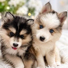 Marshall - Silver and white male Pomsky puppy in La Verne, California from Red Cedar Pomskies