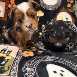 Thor - Black and tan male Yorkshire Terrier puppy in Fredericksburg, Virginia from VA Exclusive Yorkies