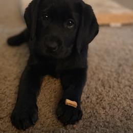Labrador Retriever Puppies from Knotty Creek Labradors