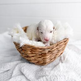 Alabaster - Parti female Goldendoodle puppy in Greencastle, Indiana from Willow & Co.