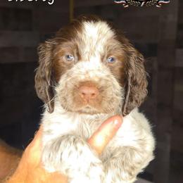 Liberty - Liver white and roan male English Springer Spaniel puppy in Ocoee, Tennessee from Ocoee Mountain Springers