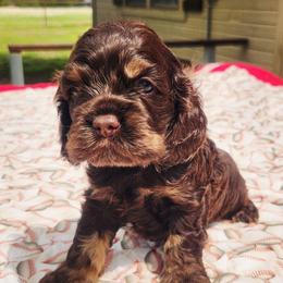 Green Boy - Brown white and tan male Cocker Spaniel puppy in Beggs, Oklahoma from Southern Country Cockers