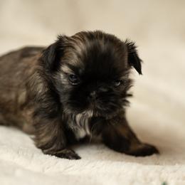 Shih Tzu Puppies from Good Lil Shih Tzu