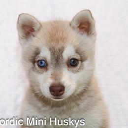 Girl 1 - Red and white female Alaskan Klee Kai puppy in Klamath Falls, Oregon from Nordic Mini Huskys