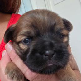 Harper - Brindle and white female Shih Tzu puppy in Rockmart, Georgia from Sonya Garrett