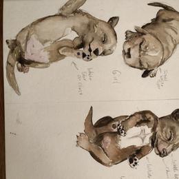 Goldendoodle Puppies from Cottage Doodles