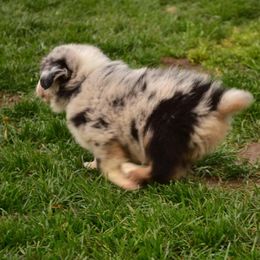 Australian Shepherd Puppies from The Good Shepherd