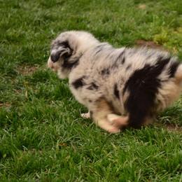 Australian Shepherd Puppies from The Good Shepherd