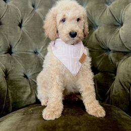 Timmy - Caramel male Australian Labradoodle puppy in Leonard, Texas from Laird Farms