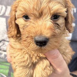 Fred - Red male Cavapoo puppy in Osseo, Michigan from Smiths Fluffy butts