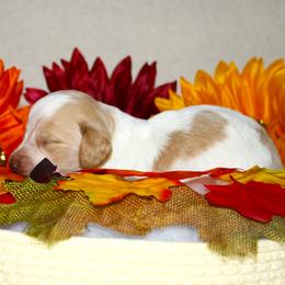 Krueger - Piebald male Dachshund puppy in Corbin, Kentucky from White River Valley Kennel