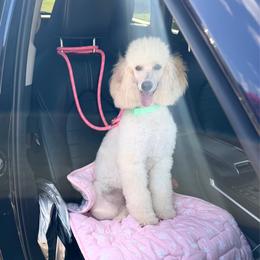 Poodle puppies from Van Haselen Poodles and Doodles