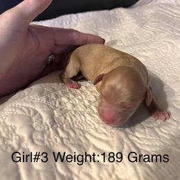 Girl 3 - Apricot female Cavapoo puppy in Pendleton, Oregon from Columbia Basin Cavapoos