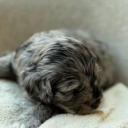 Silver - Blue merle female Bernedoodle puppy in Statesville, North Carolina from Loves legacy Doodles