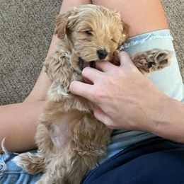 Maltipoo Puppies from Piper N Penny