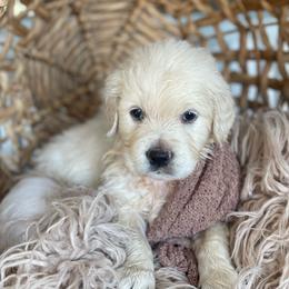 Mr Red - Light golden male Golden Retriever puppy in Morrill, Kansas from Grimm Girls Farm