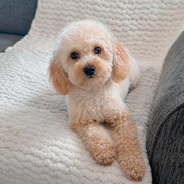 Olive - Cream female Poodle puppy in Live Oak, Florida from Grams Poodle Babies